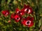 Closeup shot of a anemones flowers in the garden