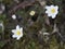 Closeup shot of Anemonoides nemorosa, wood anemone flowers.