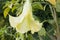 Closeup shot of angelâ€™s tear flower blooming in the garden