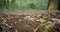 Closeup shot of Animal Footprint Trail in green forest