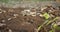 Closeup shot of Animal Footprint Trail in green forest