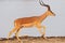 Closeup shot of an antelope running on rocky ground