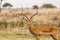 Closeup shot Antelopes at Mikumi National Park in Tanzania.