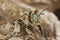 Closeup shot of an Anthophora bimaculata on blurry background