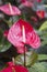 Closeup shot of Anthurium Andre flowers