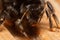 Closeup shot of an apple bumblebee insect on a wooden surface