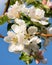 Closeup shot of apple flowers blossoms of springtime against blue sky background