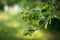 Closeup shot of an apple tree branch with green buds