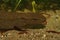 Closeup shot of an aquatic Hong kong warty newt underwater