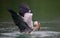 Closeup shot of an Ardea Herodias bird fishing over a lake - perfect for background