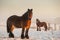 Closeup shot of Ardenne horses in cold winter at sunrise