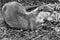 Closeup shot of an Asian small-clawed otter in black and white