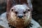 Closeup shot of an Asian small-clawed otter with brown fur with a blurry background