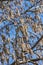 Closeup shot of aspen catkins in winter