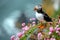 Closeup shot of an Atlantic puffin standing on the rock with a blurred background.Generative Ai