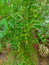 Closeup Shot Of Ayurvedic Medicine Neem Tree Fruits Photos
