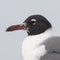 Closeup shot of an Aztec Gull on a blurred background