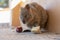 Closeup shot of a baby furry Quokka eating an apple from the floor