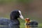 Closeup shot of a baby with a mother Eurasian Coot floating in the lake