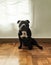 Closeup shot of a baby pit bull sitting on a wooden floor staring to the camera