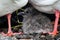 Closeup shot of a baby swallow-tailed gull next to feet of large gulls on a ground with small rocks