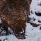 Closeup shot of a baby wild boar with small eyes,  wet and cold in the snow