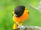 Closeup shot of a Baltimore oriole on the blurry background