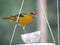 Closeup shot of a Baltimore oriole eating grape jelly