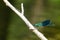 Closeup shot of a Banded demoiselle on the branch