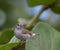 Closeup shot of a Barbados bullfinch standing on a tree leaf in the garden with blurred background