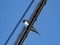 Closeup shot of a Barn swallow on a cable wire