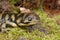 Closeup shot of barred tiger salamander, ambystoma mavortium