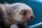 Closeup shot of a bay sloth sitting a blue plastic pool captured in a zoo