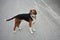 Closeup shot of a Beagle wearing a black collar and staring with its eyes