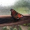 Closeup shot of a beautiful aglais io butterfly in greenhouse on a rainy day