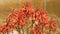 Closeup shot of beautiful aloe striata flowers on blurred background