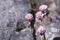 Closeup shot of beautiful Antennaria dioica flowers