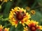 Closeup shot of a beautiful Blanket flower