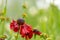 Closeup shot of a beautiful Blanket flower under the sunlight