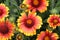 Closeup shot of beautiful Blanket flowers growing in a garden