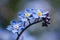 Closeup shot of beautiful blooming forget-me-not flowers