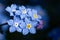 Closeup shot of beautiful blooming forget-me-not flowers