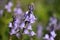 Closeup shot of beautiful bluebells herald in Botanic Gardens in spring