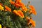 Closeup shot of beautiful bright orange blooming marigold flowers in a lush garden