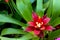 Closeup shot of a beautiful bromelia flower