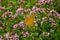 Closeup shot of a beautiful butterfly captured on pink flowers