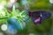 Closeup shot of a beautiful butterfly with purple patterns on the green plant