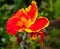 Closeup shot of beautiful Caesalpinia flower on blurred nature background