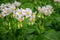 Closeup shot of beautiful California fawn lily flower with green leaves