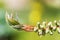 Closeup shot of a beautiful Callistemon citrinus blooming in the garden